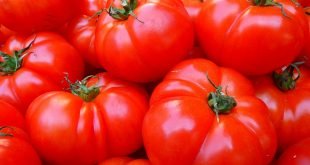 Nierensteine Ernährung Tomaten